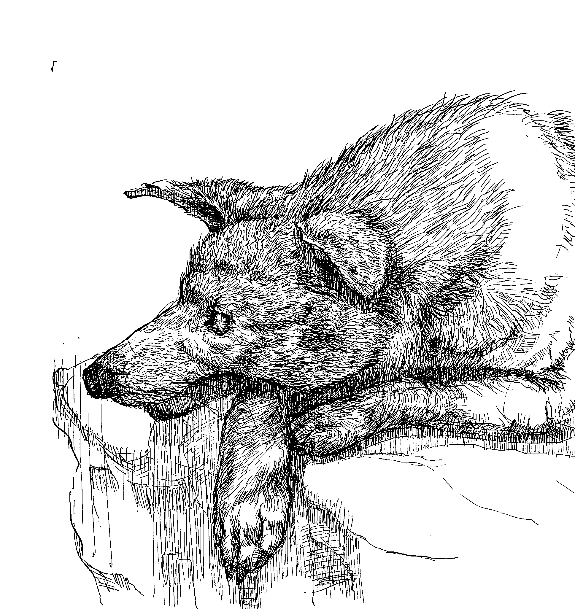 Freihandzeichnung von Giuseppe Antonio Raffaele mit liegendem Wolf in pigmentierter Tusche